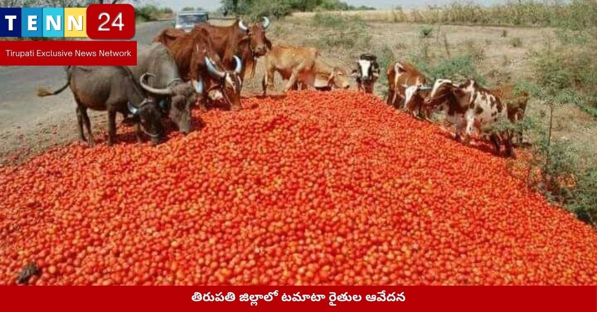 తిరుపతి జిల్లాలో టమాటా రైతుల ఆవేదన