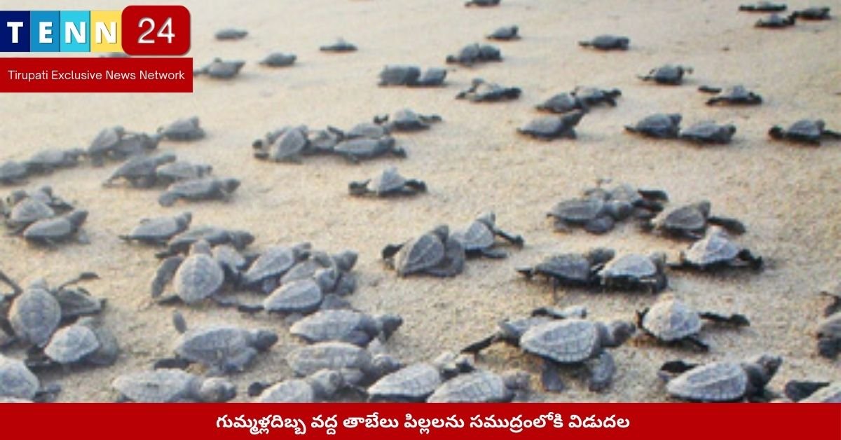 గుమ్మళ్లదిబ్బ వద్ద తాబేలు పిల్లలను సముద్రంలోకి విడుదల