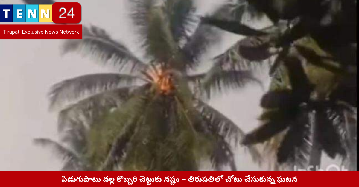 తిరుపతిలో పిడుగుపాటు – కొబ్బరి చెట్టుకు నష్టం