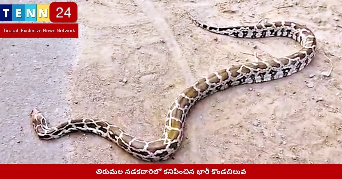 తిరుమల నడకదారిలో కనిపించిన భారీ కొండచిలువ