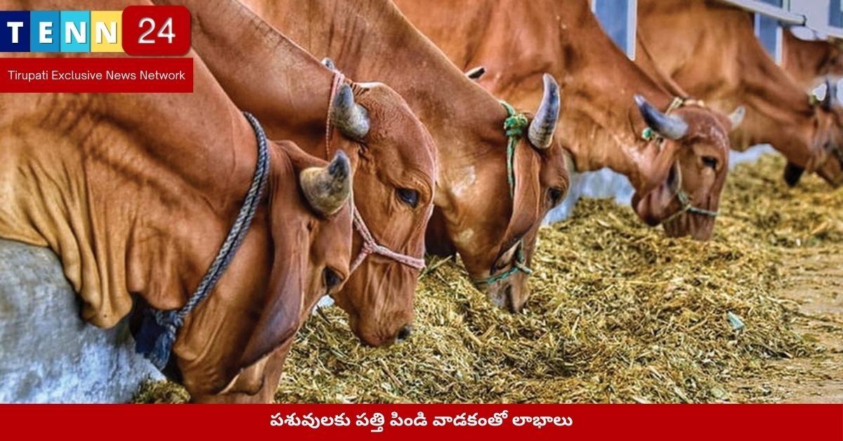 పశువులకు పత్తి పిండి వాడకంతో లాభాలు