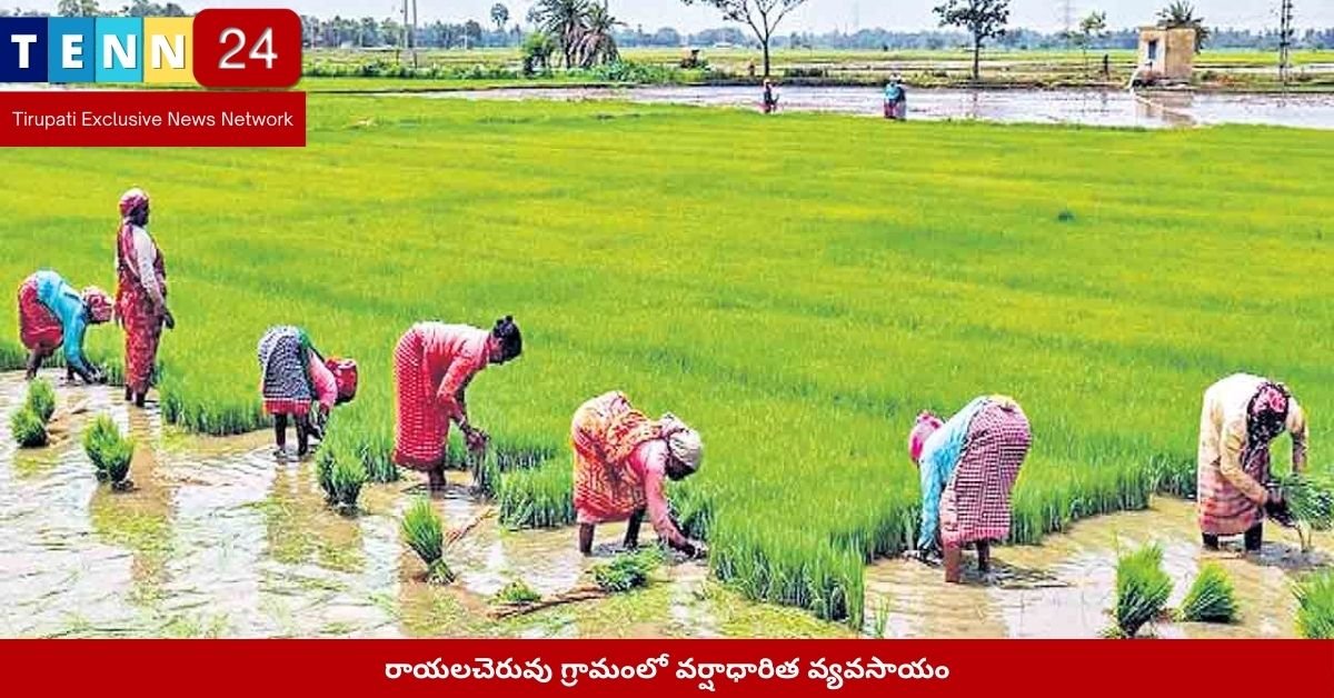 రాయలచెరువు గ్రామంలో వర్షాధారిత వ్యవసాయం