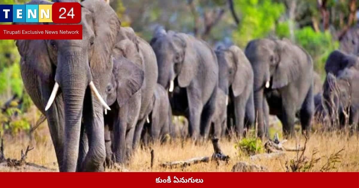 కుంకీ ఏనుగులు