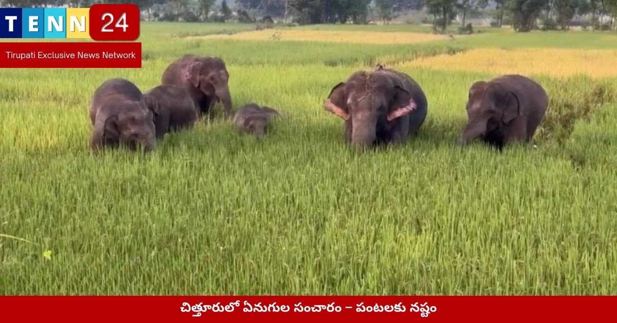చిత్తూరులో ఏనుగుల సంచారం – పంటలకు నష్టం