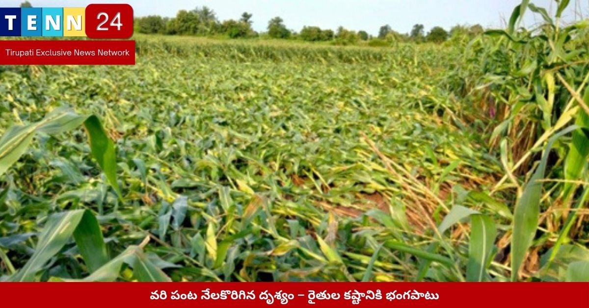 వరి పంట నేలకొరిగిన దృశ్యం – రైతుల కష్టానికి భంగపాటు