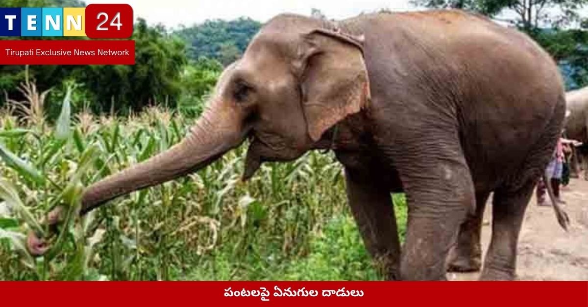 పంటలపై ఏనుగుల దాడులు
