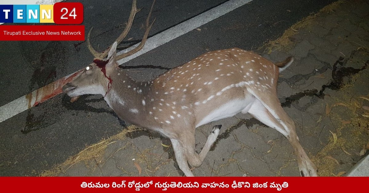తిరుమల రింగ్ రోడ్డులో జింకపై వాహనం ఢీ