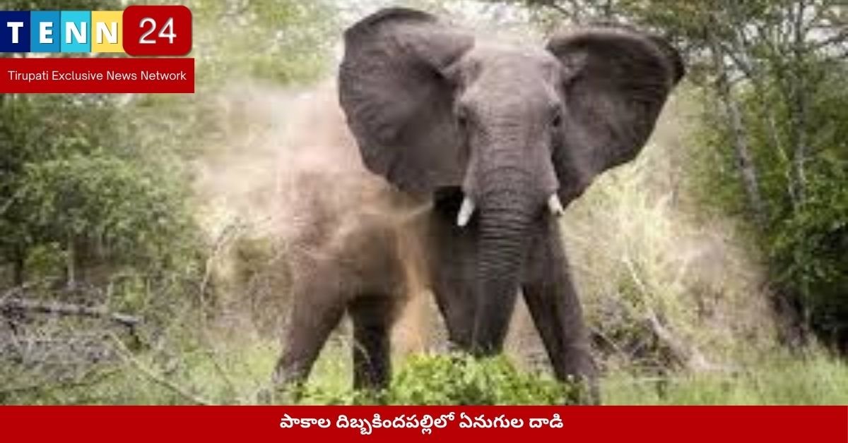 పాకాల దిబ్బకిందపల్లిలో ఏనుగుల దాడి
