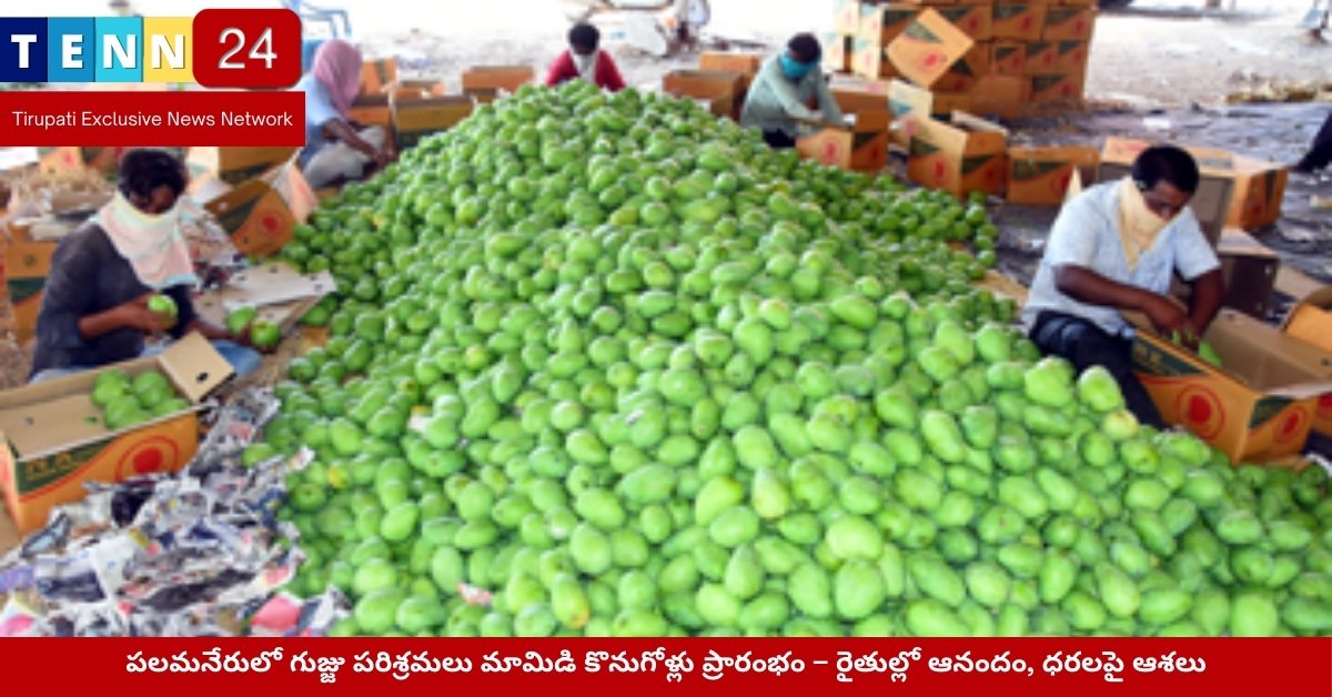 పలమనేరులో గుజ్జు పరిశ్రమలు మామిడి కొనుగోళ్లు ప్రారంభం – రైతుల్లో ఆనందం, ధరలపై ఆశలు