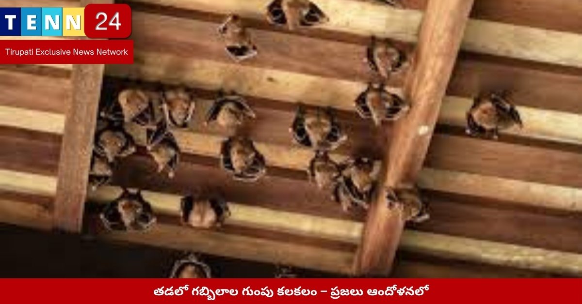 Bat Colony Infestation in Tada Area