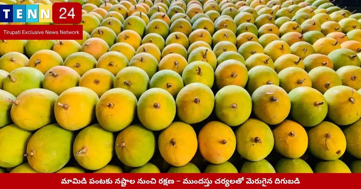 మామిడి తోటల్లో కాయలు, నేలపై పడ్డ పండ్ల దృశ్యం