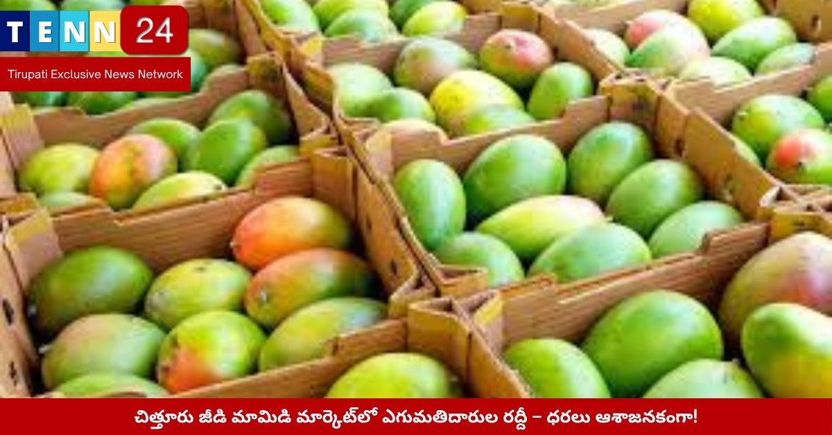 చిత్తూరు మార్కెట్‌లో జీడి మామిడి కొనుగోలు దృశ్యం