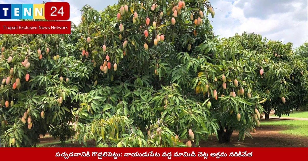 నాయుడుపేట మామిడి చెట్ల అక్రమ నరికివేత దృశ్యం