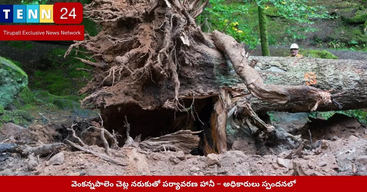 వెంకన్నపాలెం వద్ద నరికిన చెట్లు మరియు ఖాళీగా మిగిలిన రోడ్ మాలిన్