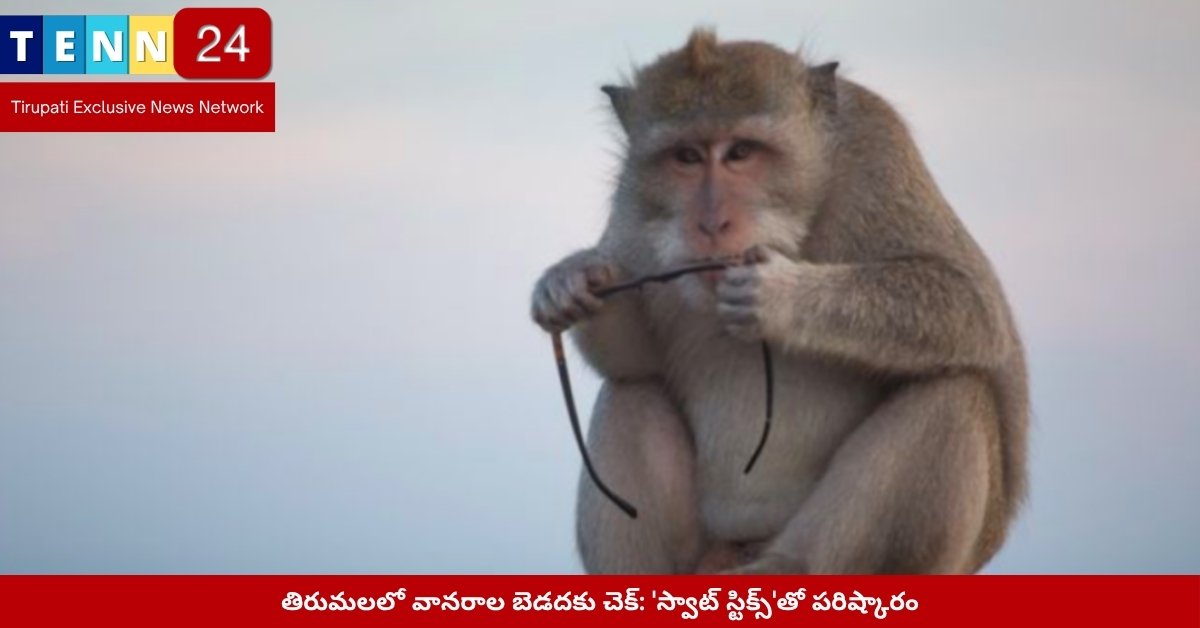 తిరుమలలో టీటీడీ సిబ్బంది స్వాట్ స్టిక్‌తో వానరాన్ని తరిమే దృశ్యం