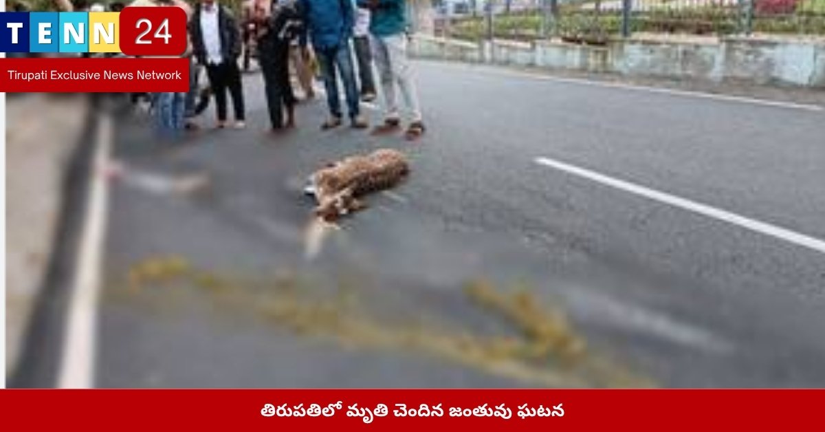 తిరుపతిలో మృతి చెందిన జంతువు ఘటన