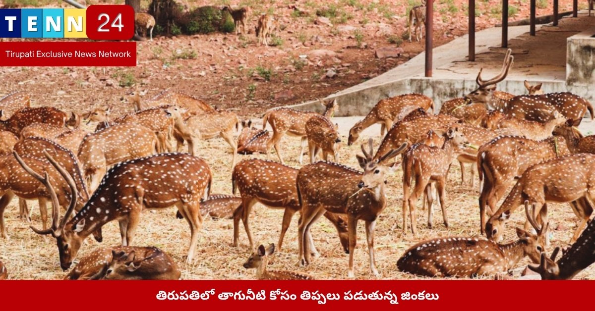 తిరుపతిలో తాగునీటి కోసం తిప్పలు పడుతున్న జింకలు