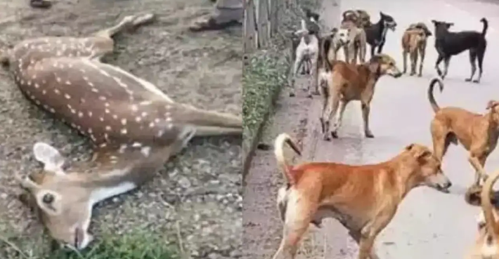 తిరుపతి మార్గంలో కుక్కల దాడికి గురైన జింక