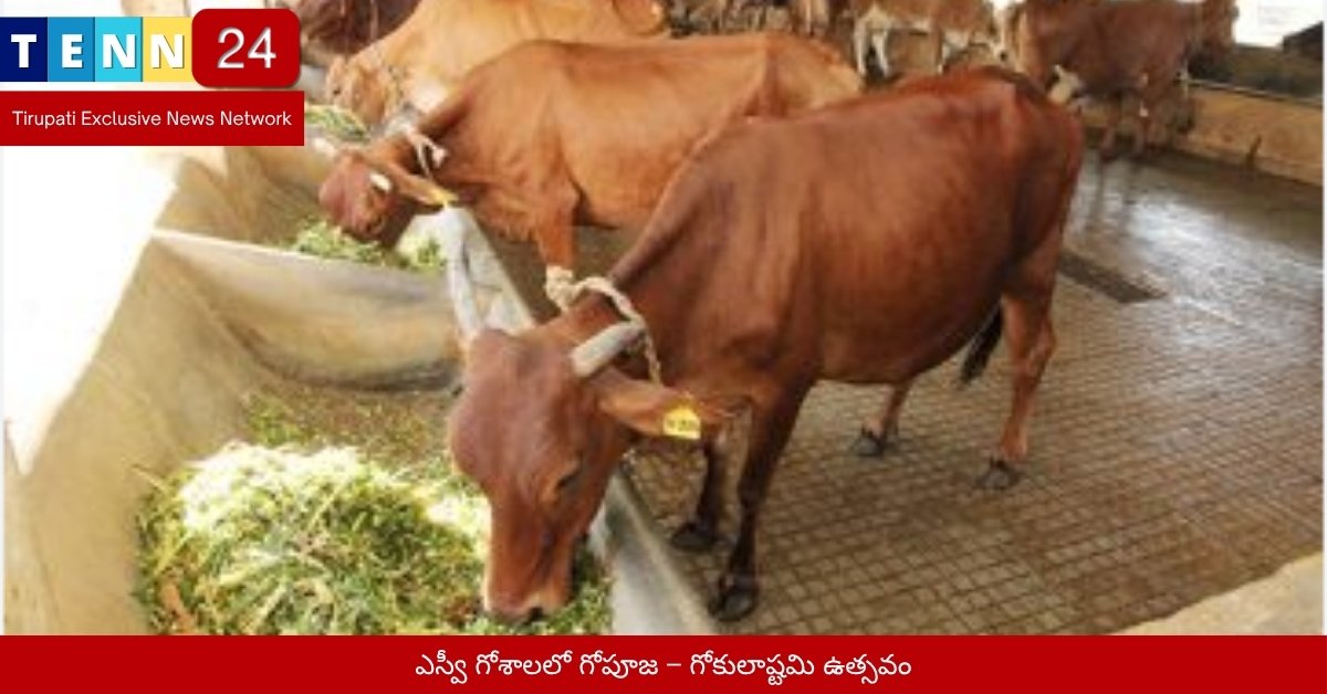 ఎస్వీ గోశాలలో గోపూజ – గోకులాష్టమి ఉత్సవం