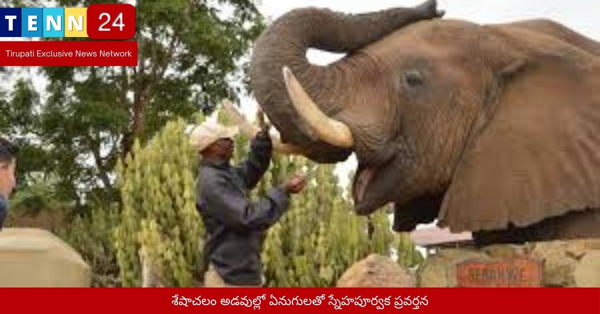 శేషాచలం అడవుల్లో ఏనుగులతో స్నేహపూర్వక ప్రవర్తన