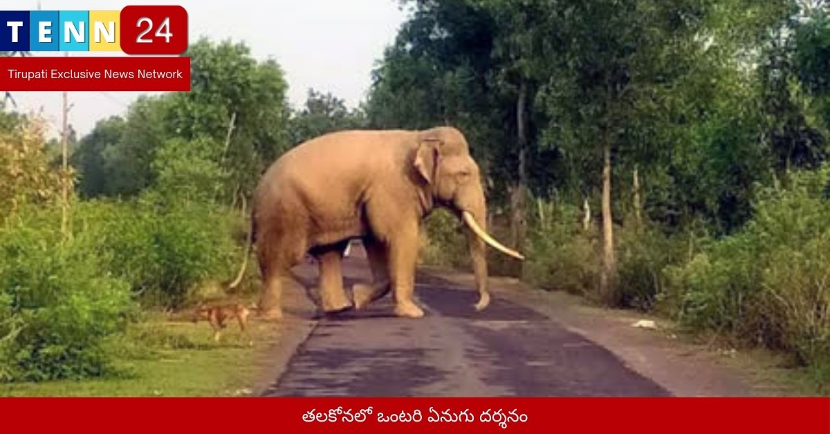 తలకోనలో ఒంటరి ఏనుగు దర్శనం