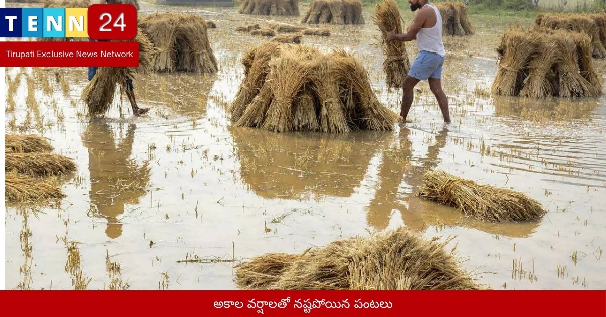 అకాల వర్షాలతో నష్టపోయిన పంటలు