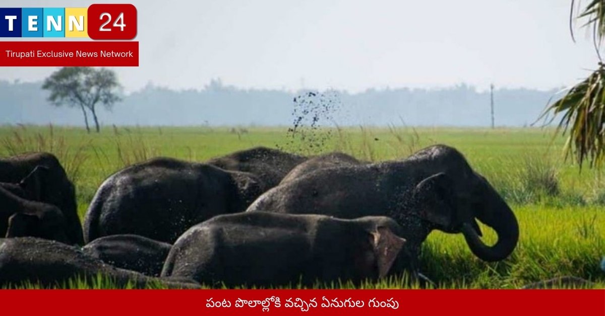 పంట పొలాల్లోకి వచ్చిన ఏనుగుల గుంపు