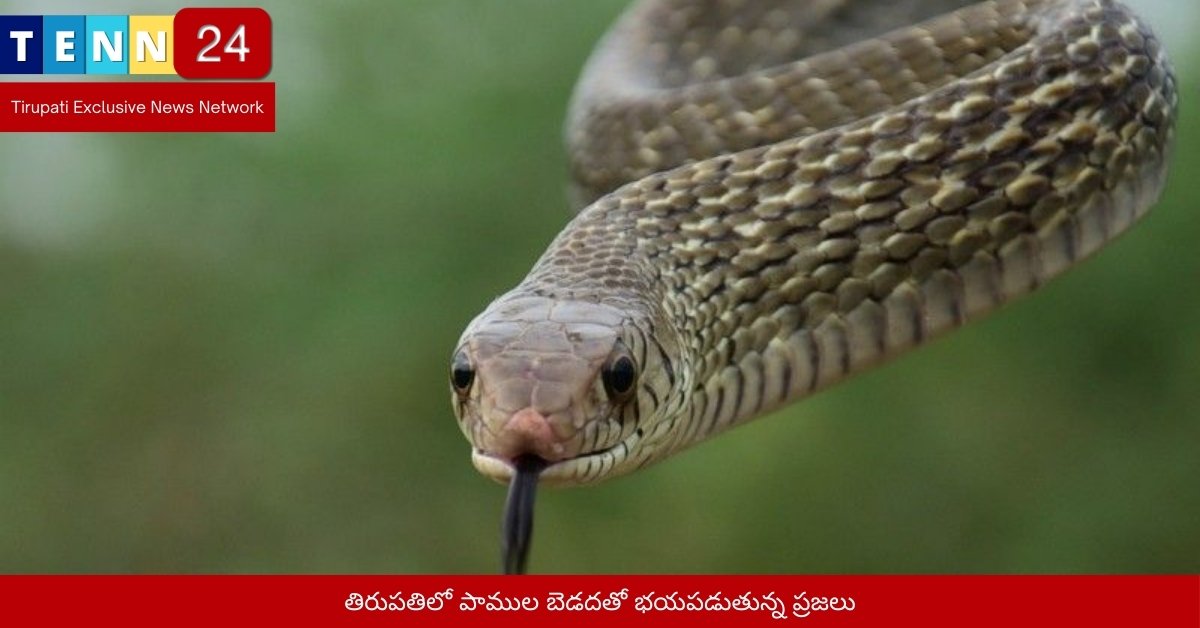 తిరుపతిలో పాముల బెడదతో భయపడుతున్న ప్రజలు