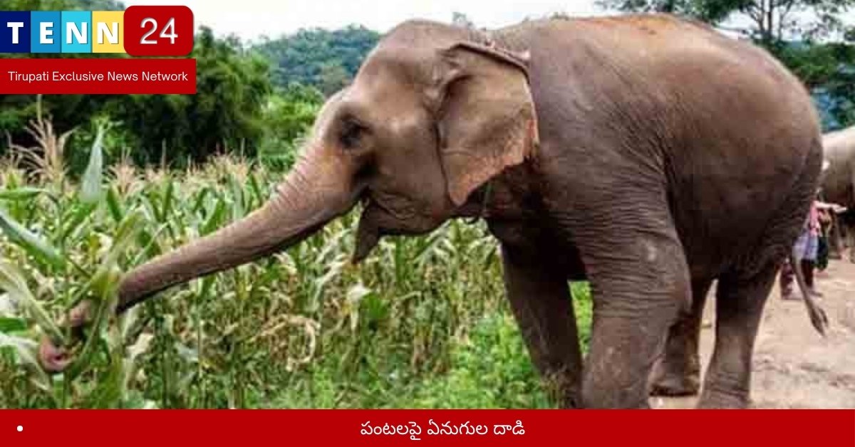 పంటలపై ఏనుగుల దాడి