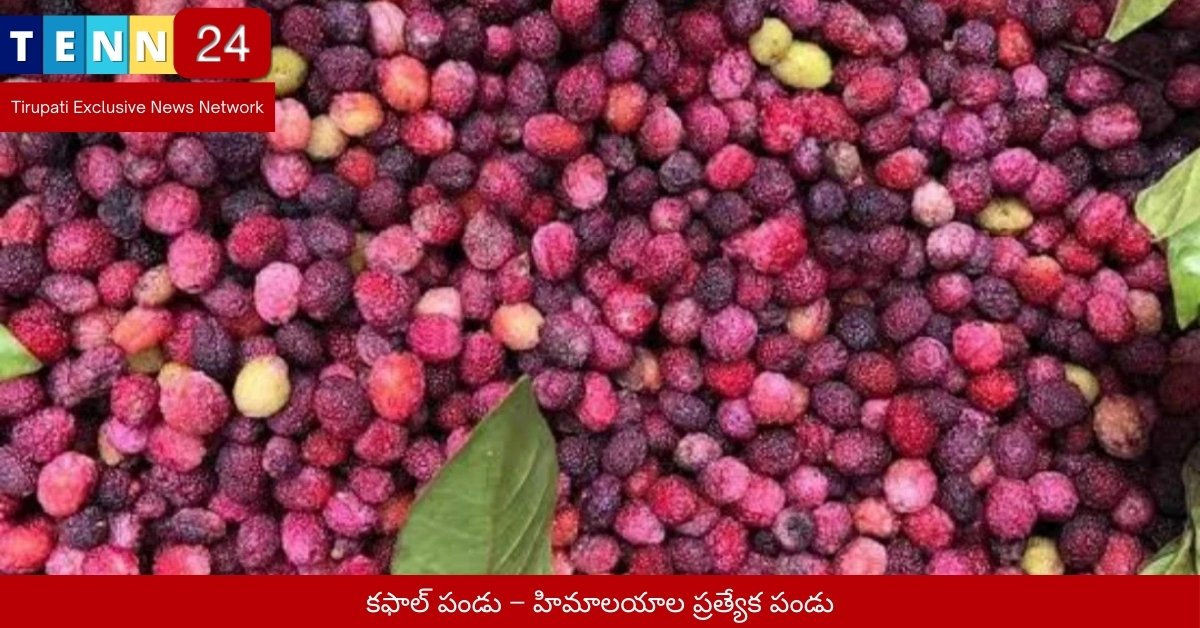 కఫాల్ పండు – హిమాలయాల ప్రత్యేక పండు