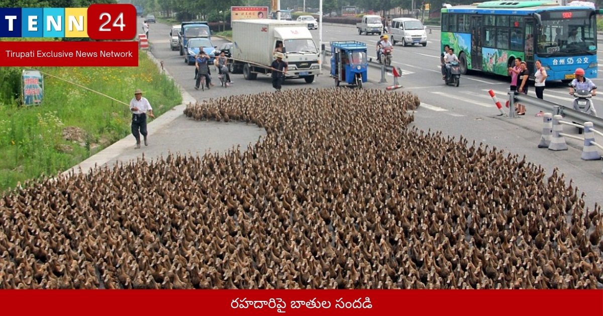 రహదారిపై బాతుల సందడి