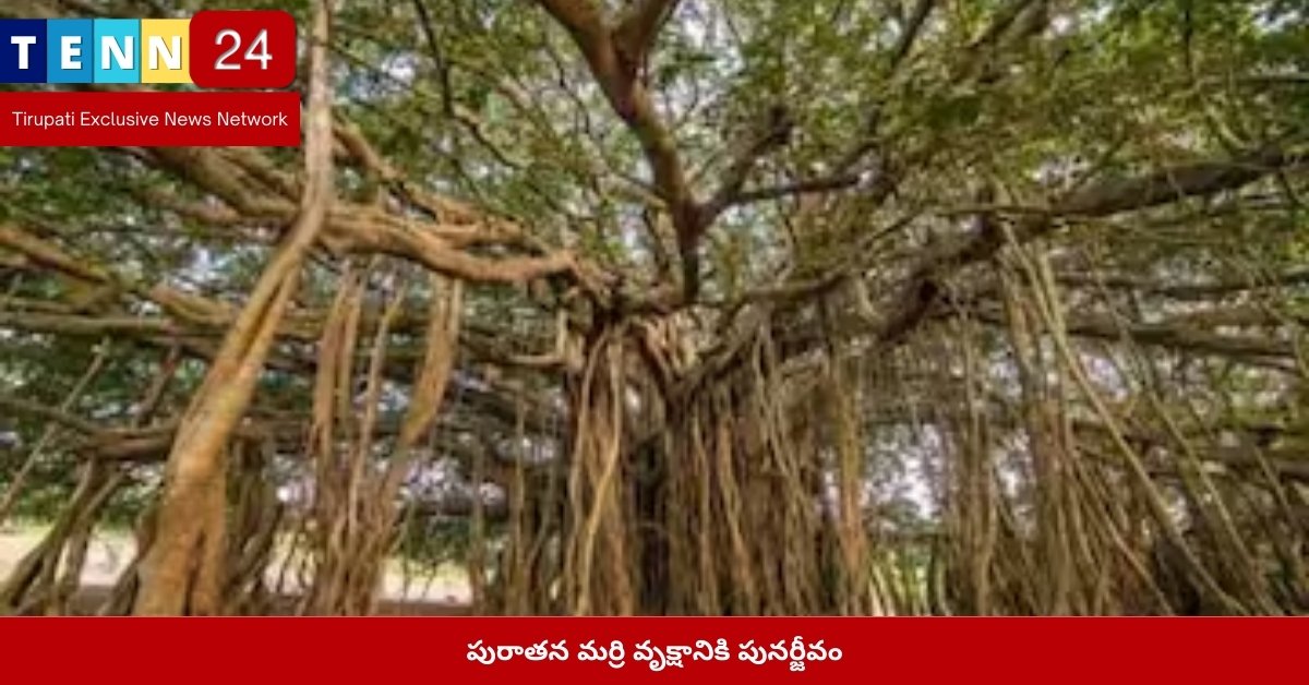 పురాతన మర్రి వృక్షానికి పునర్జీవం