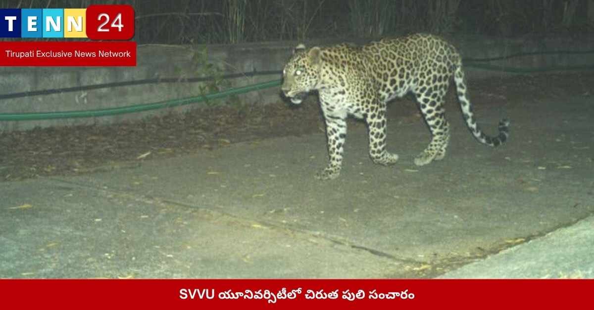 SVVU చిరుత సంచారం