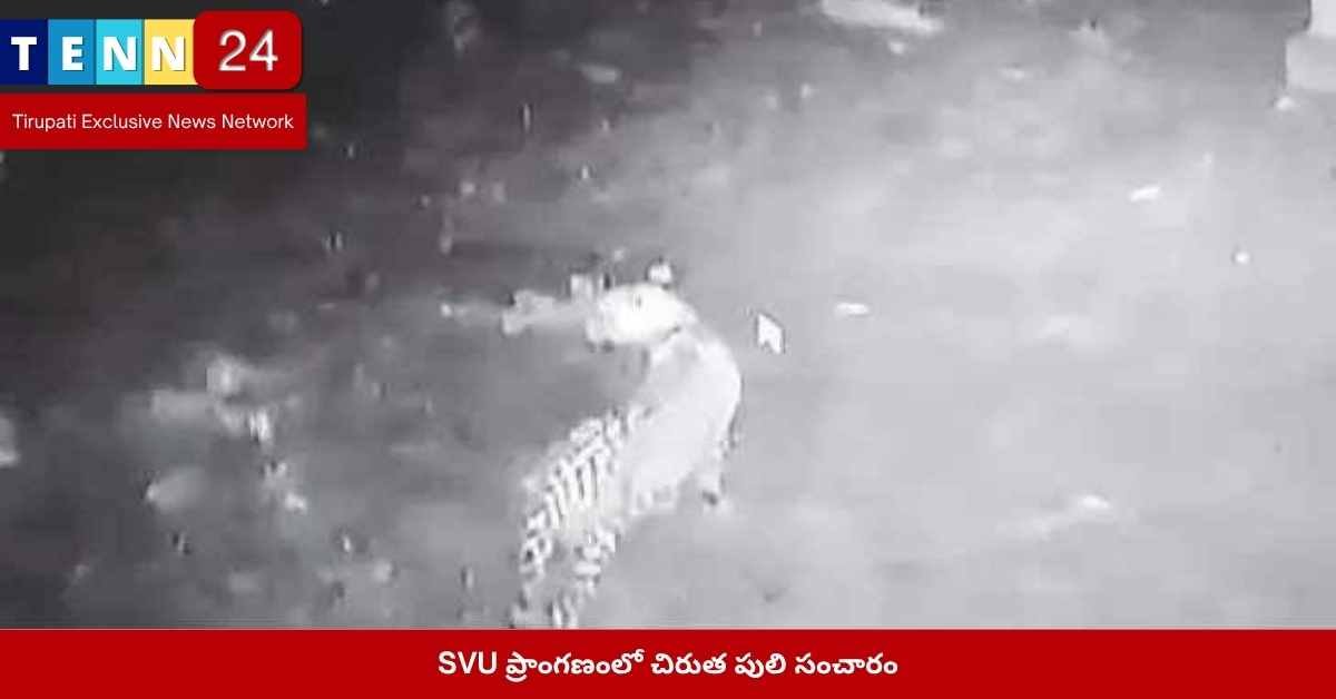 SVU చిరుత పులి సంచారం