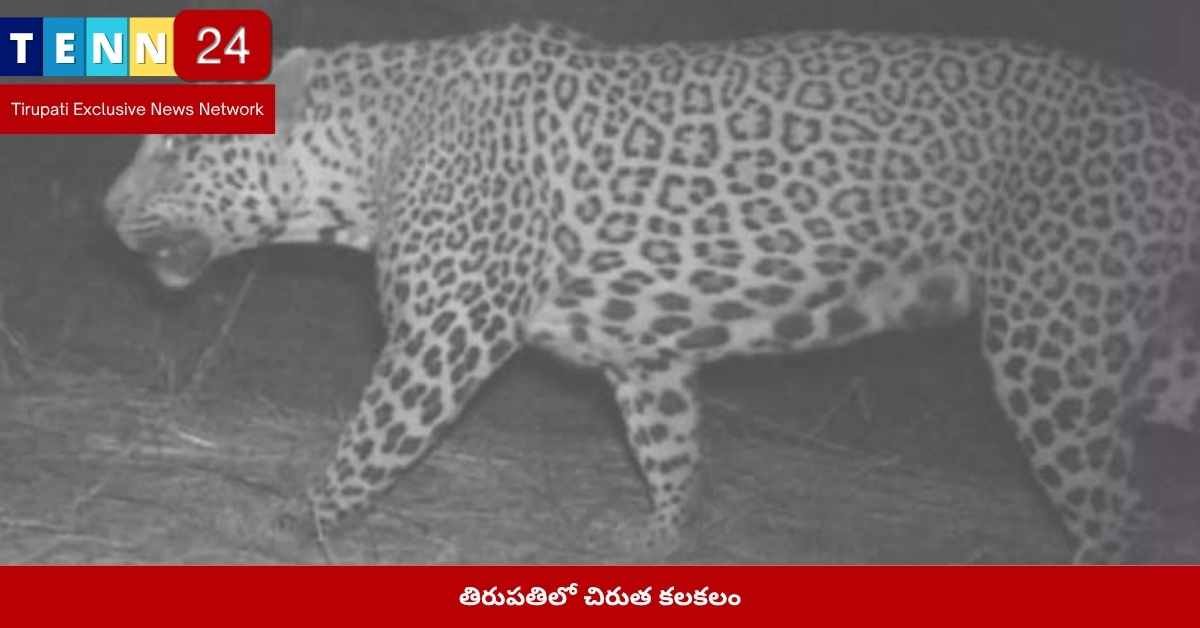 తిరుపతిలో చిరుత కలకలం