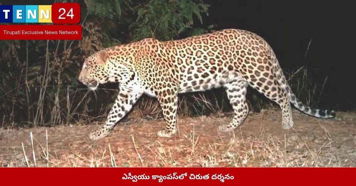 ఎస్వీయు క్యాంపస్‌లో చిరుత సంచారం